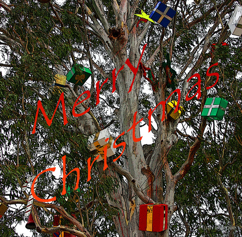 Merry Christmas gum tree