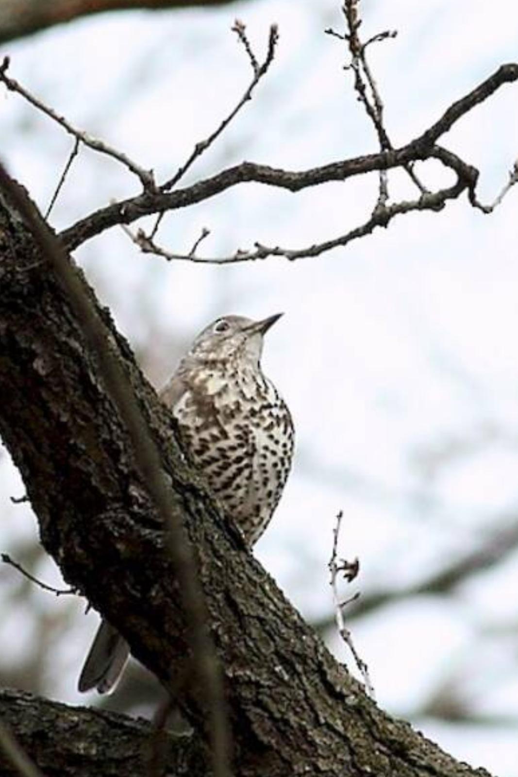 Mistle Thrush