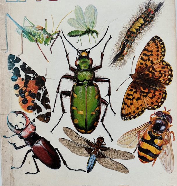 Insects - NWR